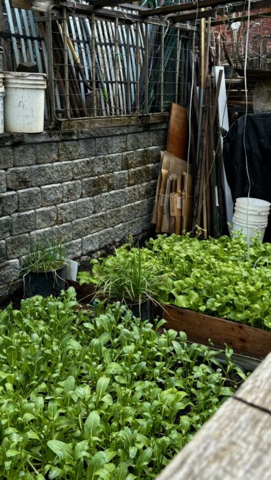 Community gardens, Seattle